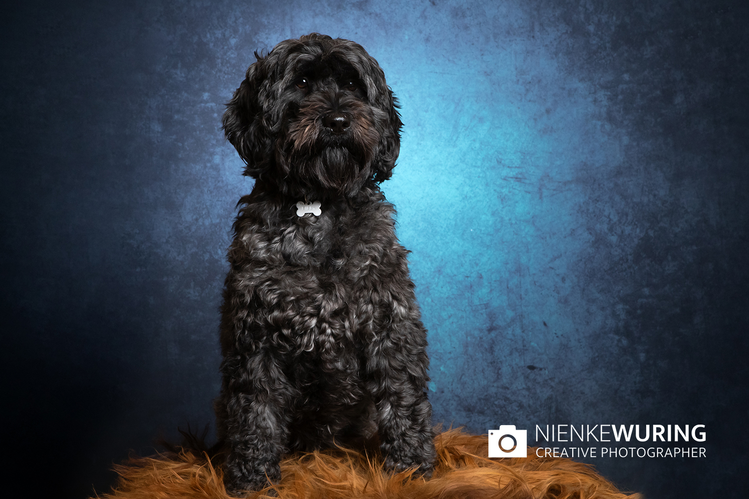 hondenfotografie fotograaf hond fotografie fotograaf enkhuizen