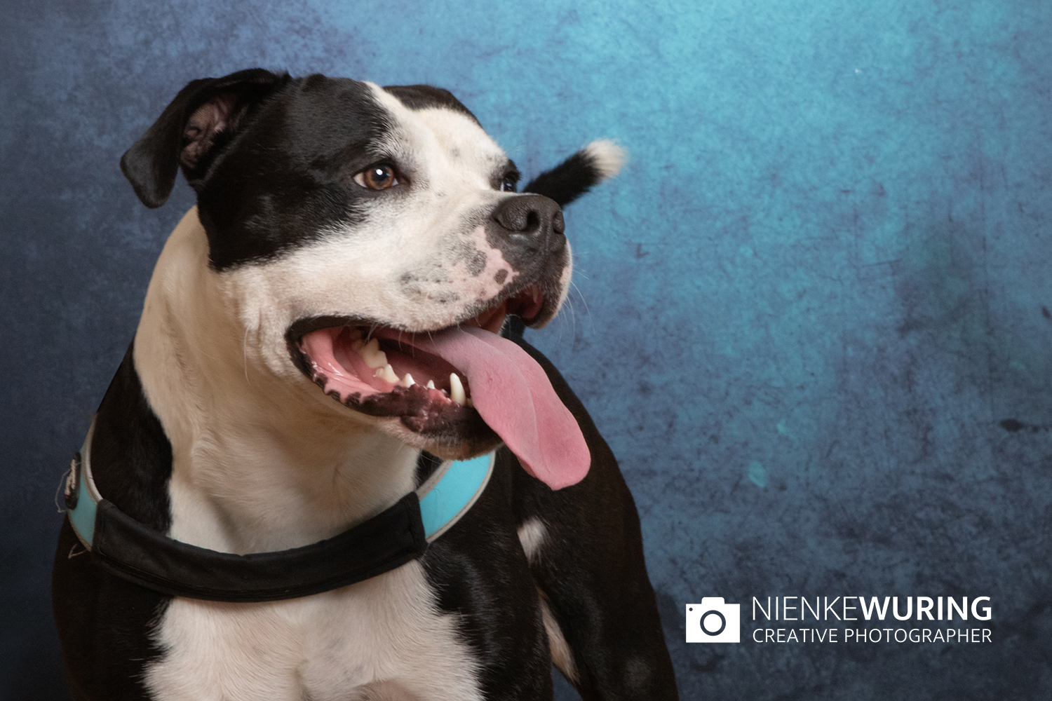 hondenfotografie fotograaf hond fotografie fotograaf enkhuizen
