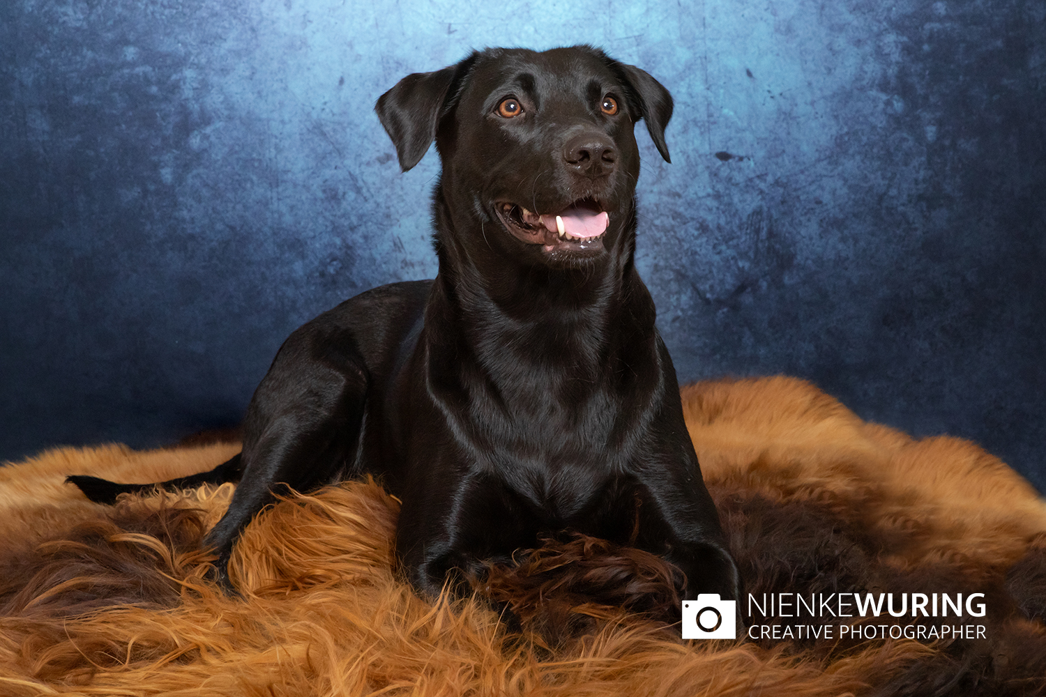 hondenfotografie fotograaf hond fotografie fotograaf enkhuizen