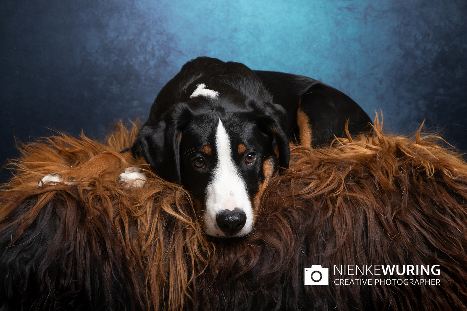 hondenfotografie fotograaf hond fotografie fotograaf enkhuizen