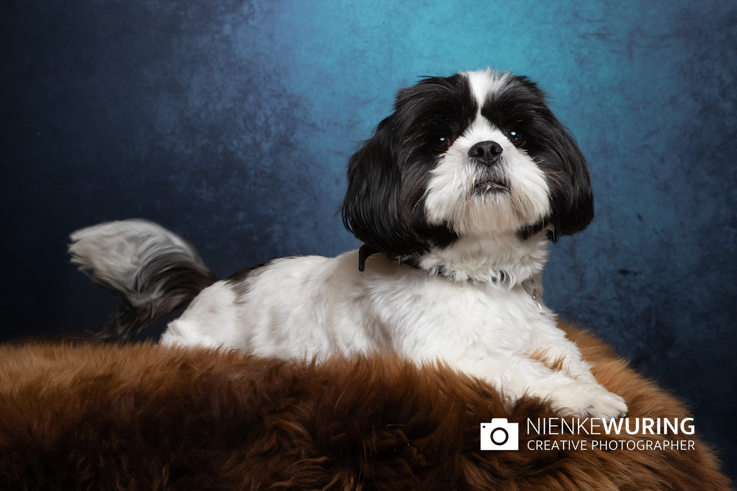 hondenfotografie fotograaf hond fotografie fotograaf enkhuizen