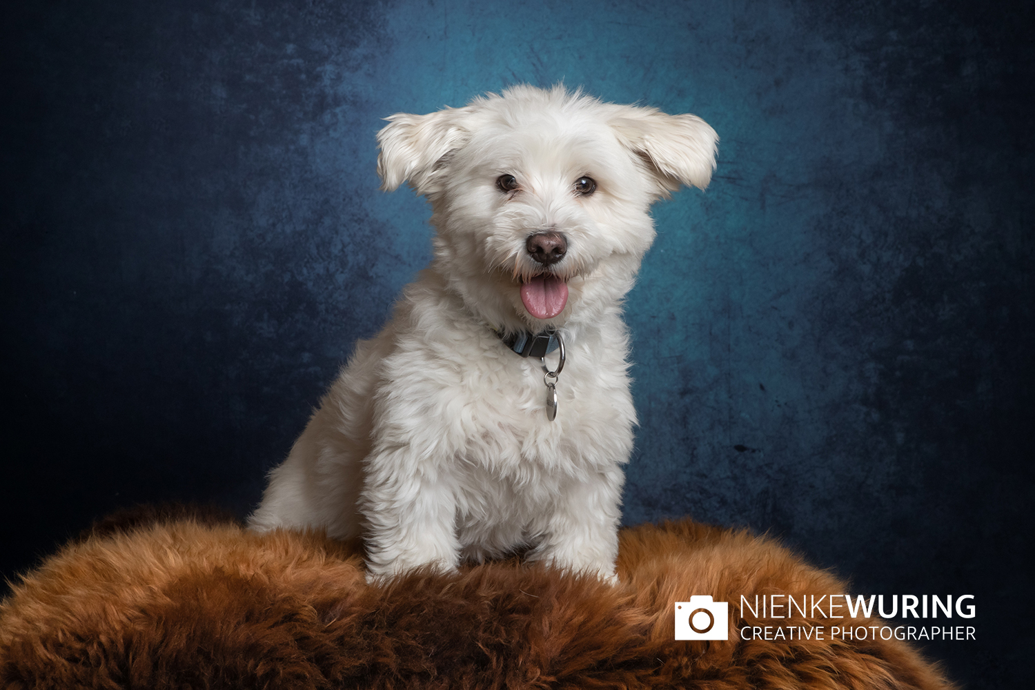 hondenfotografie fotograaf hond fotografie fotograaf enkhuizen