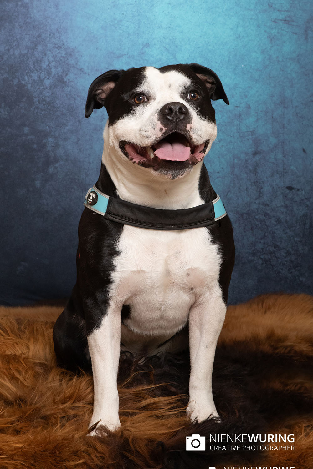 hondenfotografie fotograaf hond fotografie fotograaf enkhuizen