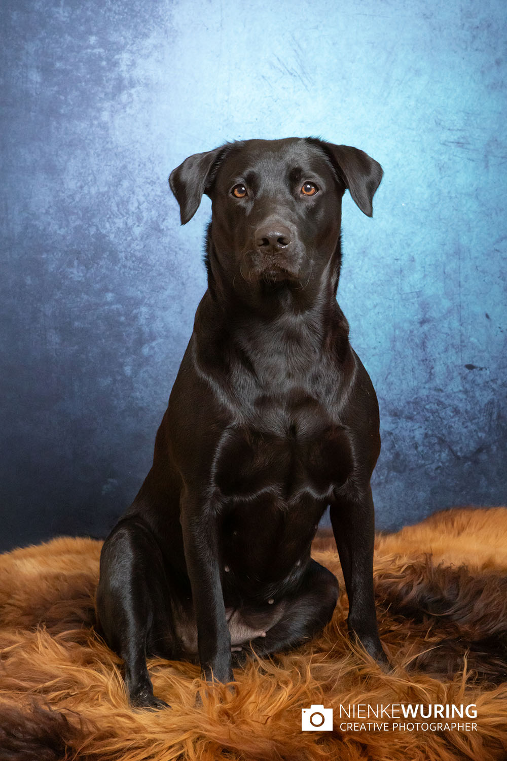hondenfotografie fotograaf hond fotografie fotograaf enkhuizen