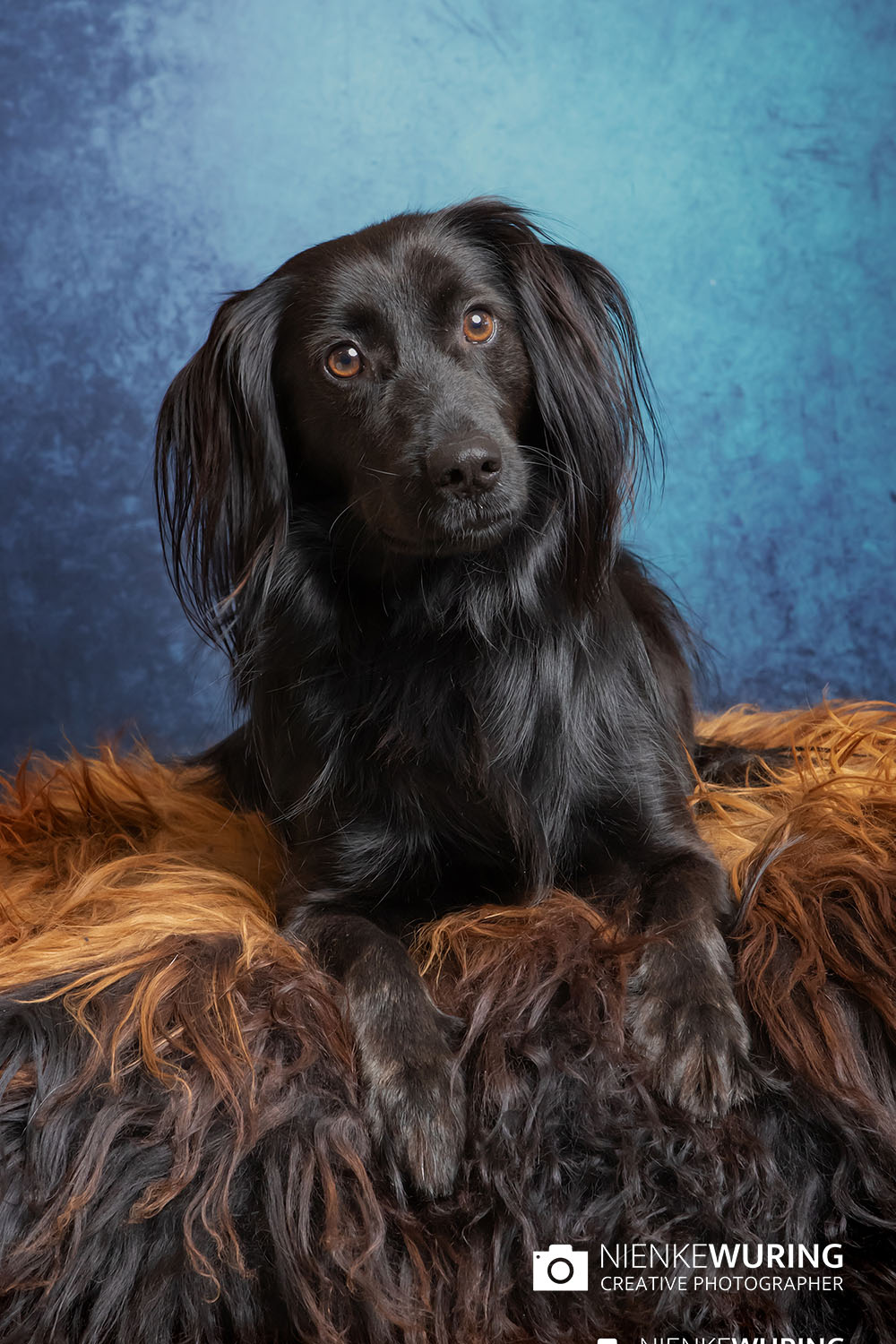 hondenfotografie fotograaf hond fotografie fotograaf enkhuizen