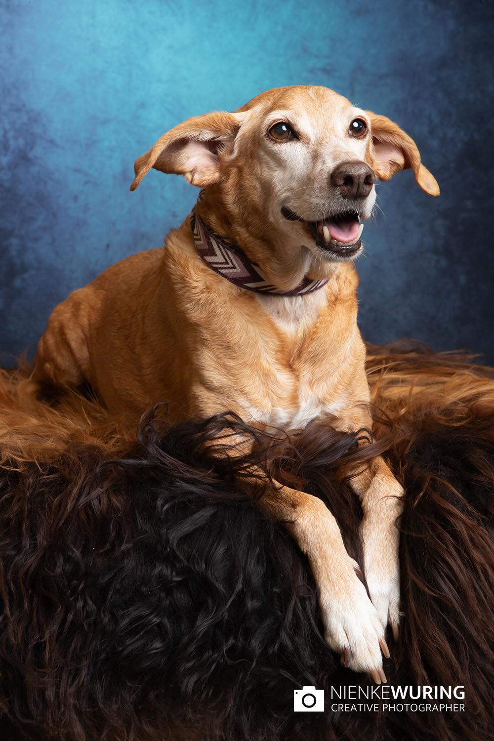 hondenfotografie fotograaf hond fotografie fotograaf enkhuizen