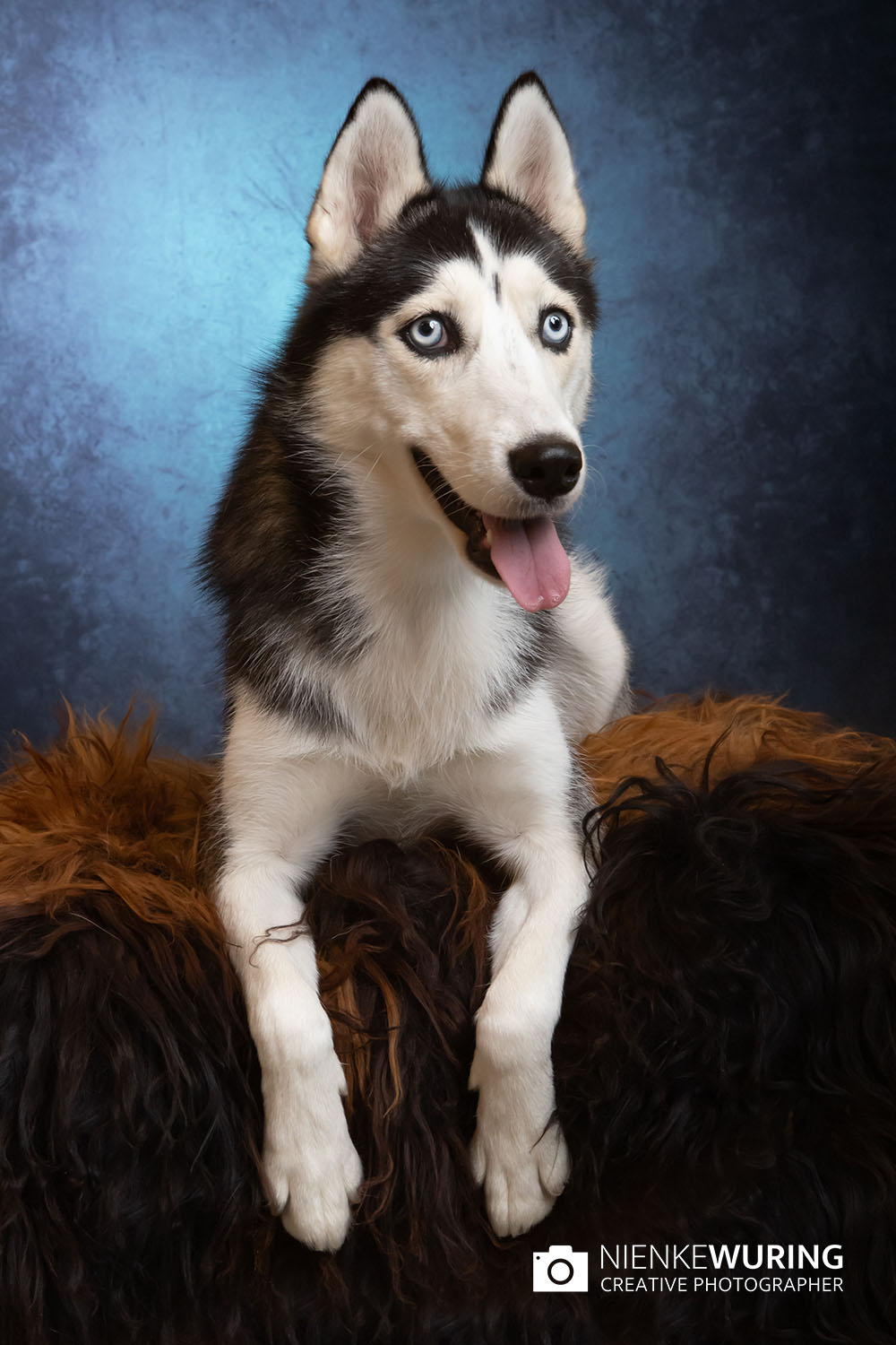 hondenfotografie fotograaf hond fotografie fotograaf enkhuizen
